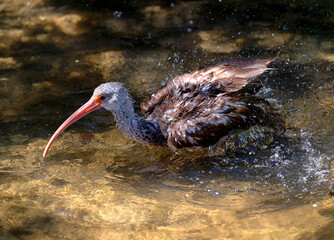 Brown Ibis Bird In Florida