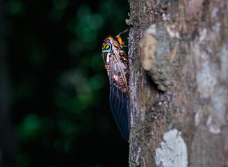 Odopoea Cariboea