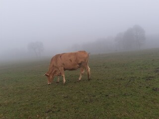 Vaca pastando en un prado en Galicia