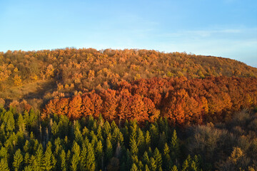 Aerial view of hills covered with dark mixed pine and lush forest with green and yellow trees canopies in autumn mountain woods at sunset. Beautiful autumnal evening landscape