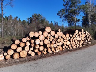 Pila de madera en un monte de Galicia