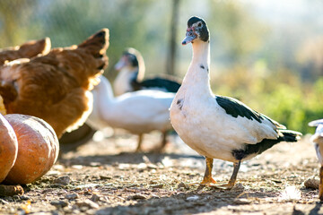 Obraz premium Ducks feed on traditional rural barnyard. Detail of a duck head. Close up of waterbird standing on barn yard. Free range poultry farming concept.