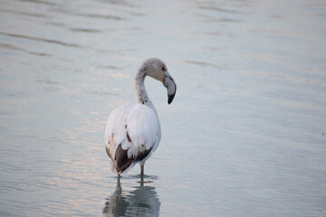 A young flamingo with white plumage in a wetland