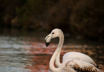 Some young flamingos in a Mediterranean wetland