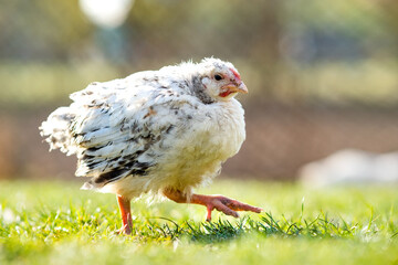 Hen feed on traditional rural barnyard. Close up of chicken standing on barn yard with green grass. Free range poultry farming concept.