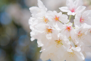 桜の花のクローズアップ	
