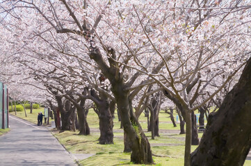 桜並木　鹿児島市吉野公園
