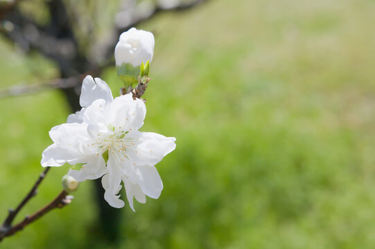 純白の桜をクローズアップ	