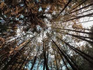 bosque de pinos mirando hacia arriba