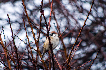 sparrow on a tree