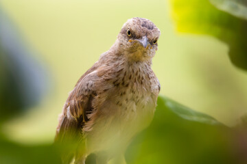 bird on a branch