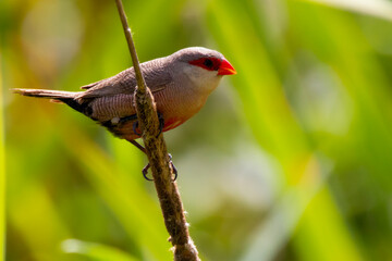 bird exotic species in brazil