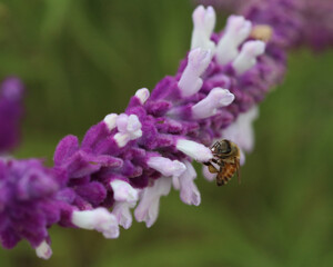 bee on white and purple flower