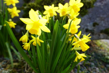 Fototapeta premium The bright yellow daffodils that adorn our roadsides and parks are likely to be garden varieties.