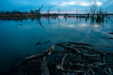 Fototapeta premium Blue hour on the lake , beach , trees stand on the lake , old trees . Old lake . Blue colors, evening on lake . Clouds and sky