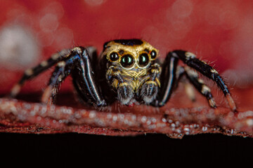Brazilian Jump spider macro photography