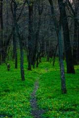 Forest in the spring , green grass, mystery path in forest , spring evening .