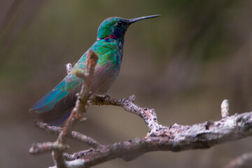 Hummingbird