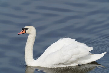 Plakat mute swan in the river