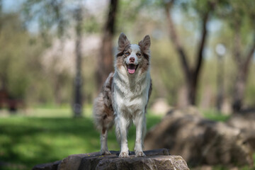 A marbled border collie dog with multi-colored eyes standing on a large stone in a spring park.