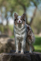 A marbled border collie dog with multi-colored eyes standing on a large stone in a spring park.