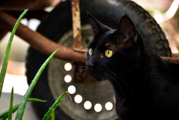 black cat with yellow eyes, international cat day,  world animal day, animal adoption day, san...