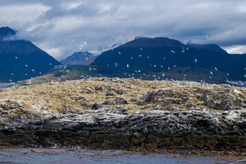 Island with wild animals on an island in the Beagle Channel. southern Argentina.