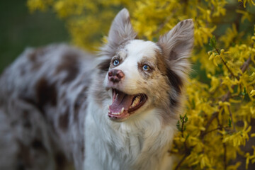 Marble border collie dog with multicolored eyes among yellow flowers in spring park. Close-up portrait