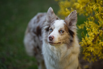 Marble border collie dog with multicolored eyes among yellow flowers in spring park. Close-up portrait