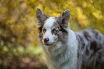 Marble border collie dog with multicolored eyes among yellow flowers in spring park. Close-up portrait