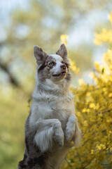 Fototapeta premium Marble border collie dog with multi-colored eyes performing a command in the spring park. Working dog