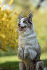 Marble border collie dog with multi-colored eyes performing a command in the spring park. Working...