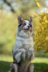 Marble border collie dog with multi-colored eyes performing a command in the spring park. Working dog