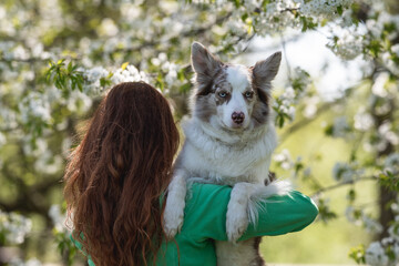 Marble border collie with multi-colored eyes on the shoulder of a red-haired girl in a blooming...