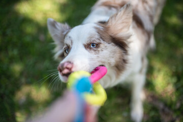 A marble border collie with multicolored eyes plays with a toy in a spring park. Close-up portrait
