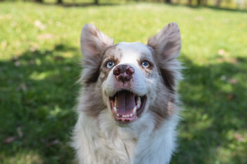 Marble border collie dog with multi colored eyes in a spring park. Close-up portrait