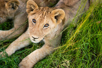 lion cub in the grass