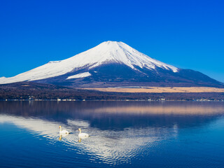 逆さ富士と白鳥