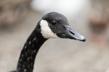 Close up portrait of the head of an adult Canada Goose with a blurred background.