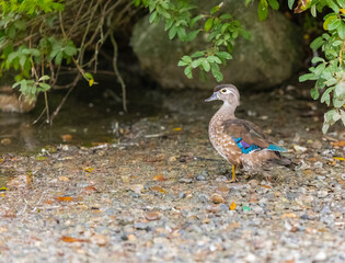 A wood duck in autumn season in Canada.