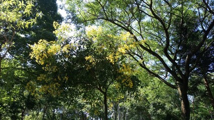 Vegetation of the São Paulo Ecological Park