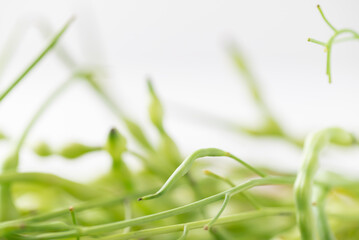 Rat tail Radish, Serpent radish or Tail pod radish (Raphanus caudatus), Edible seed pods in Southeast Asia, Food ingredients in Northern Thai food