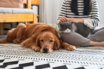 Golden Retrievers and British Shorthairs accompany their owner