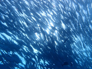 パラオのギンガメアジ