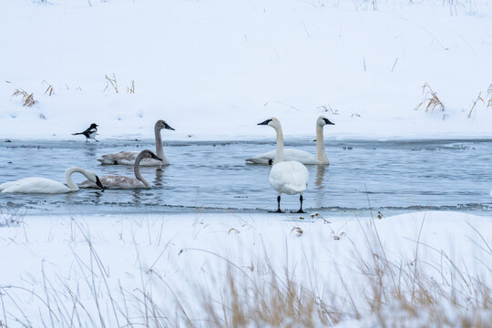 United States, Idaho, Bellevue, Trumpeter swans&nbsp;(Cygnus buccinator)&nbsp;in river in winter