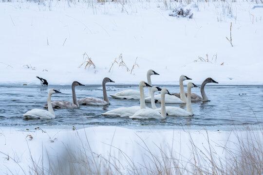 United States, Idaho, Bellevue, Trumpeter swans&nbsp;(Cygnus buccinator)&nbsp;in river in winter
