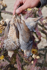 A pair of scaled quail 