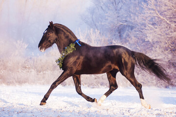 a black trotter has fun and runs in freedom in the snow, at a pink-purple dawn, among trees in white hoarfrost, on a cold winter day