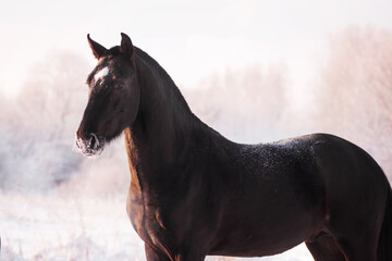 portrait of a black trotter with a snowy nose at the dawn of a cold winter day among trees in white frost
