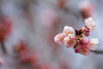 安行桜